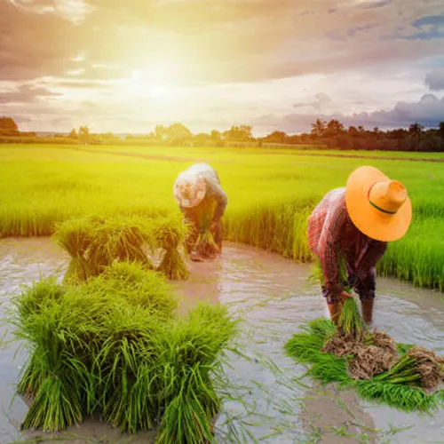 Link.BizPortal (EPS and EPP)