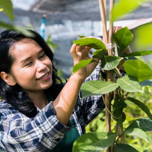 Economic Zone (ECOZONE) Developers