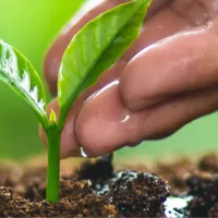 Environmental and Social Safeguards