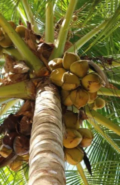 CFID Lending Program