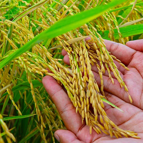 ACEF Lending Program