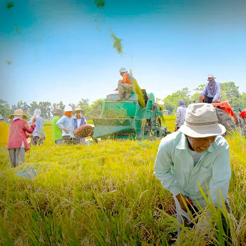 ALERT ARBOs  Program