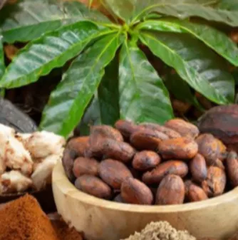 High Value Crops  and Value Chain Lending Program (HVC-VC)